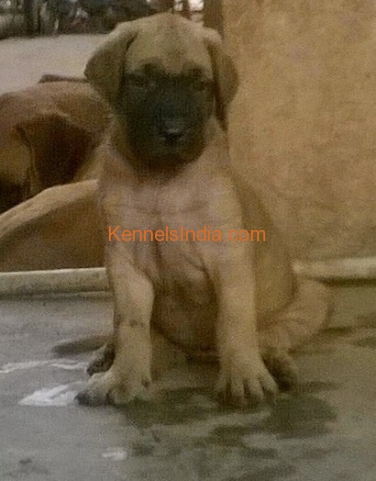 Show quality Great puppies for Sales in Madurai