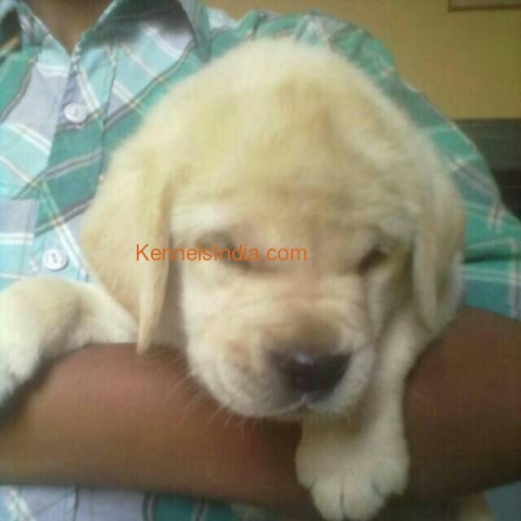 Labrador Puppies for Sale at Agra