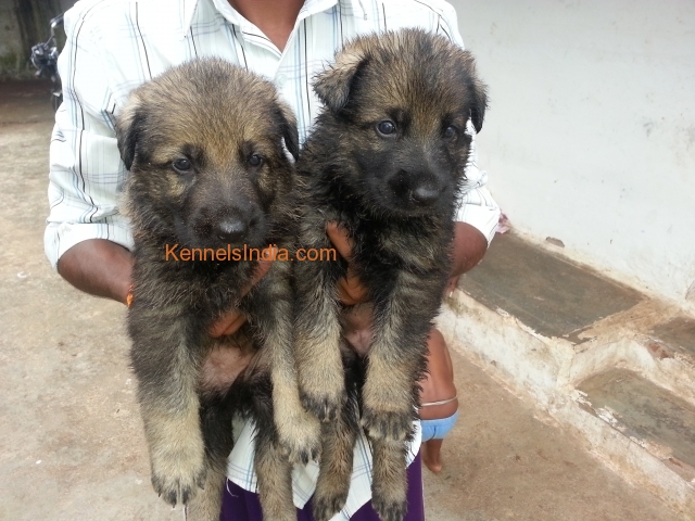 Working German Shepherd puppies for sale