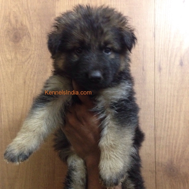 German Shepherd Male Pup for Sale in bangalore