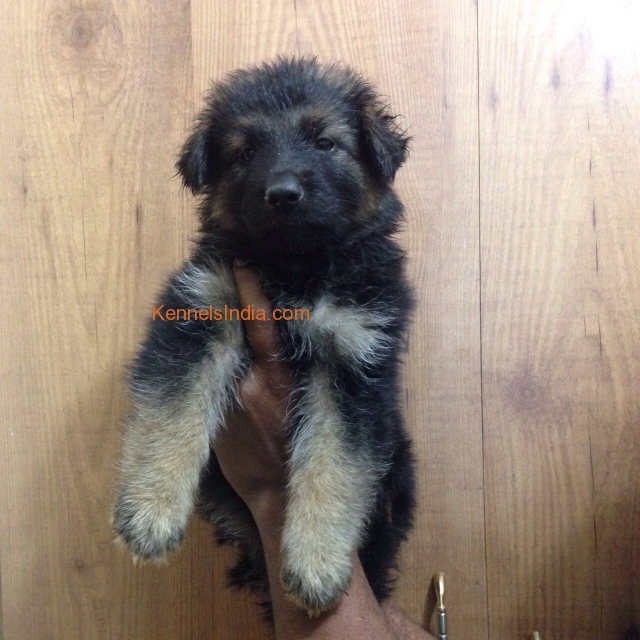 German Shepherd Male Pup for Sale in bangalore