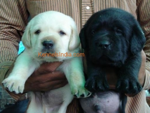 Labrador Retriever Pups or Lab Puppies for sale at Santhome Chennai