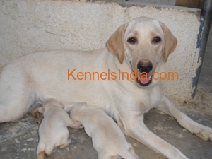 Labrador Retriever Pups or Lab Puppies for sale at Santhome Chennai