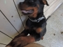 120 DAYS ROTTWEILER MALE for sale in chennai