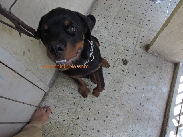 120 DAYS ROTTWEILER MALE for sale in chennai
