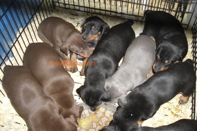 European Type Doberman Puppies available for sale at Thane Mumbai