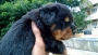 Show Quality Rottweiler Pups For Sale in bangalore