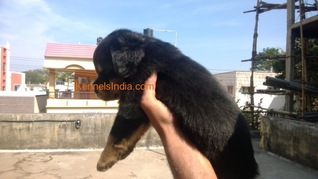 Show Quality Rottweiler Pups For Sale in bangalore