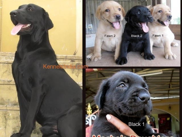 Labrador puppies active and in excellent condition for sale in chennai