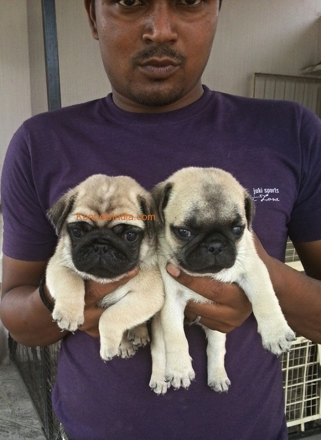 pug pupps for top class parents in very low rate MP
