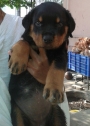 Rottweiler puppies  int.ch. Gil von hause linage for sale in chennai