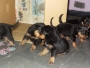 Rottweiler puppies for sale in gulbaraga