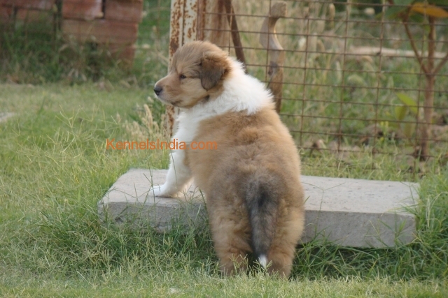 OSWALD ROUGH COLLIES puppies