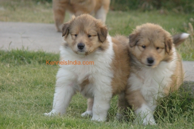 3OSWALD ROUGH COLLIES puppies image3