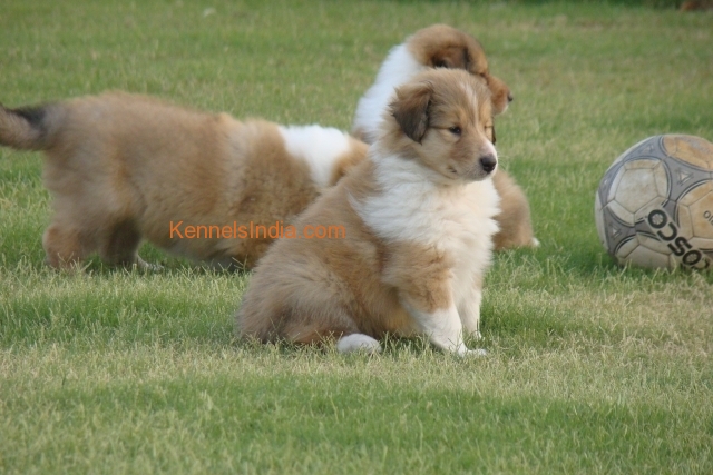 OSWALD ROUGH COLLIES puppies 