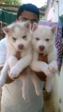 Siberian husky puppys for sale in bangalore