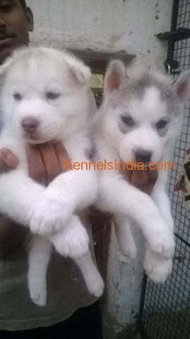 Siberian husky puppys for sale in bangalore