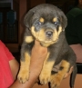 Champion Rottweiler Puppies for sale in Kerala