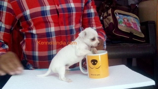 Quality Chihauhau Male Puppies in Hyderabad