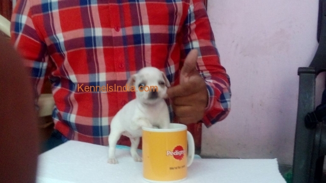 Quality Chihauhau Male Puppies in Hyderabad