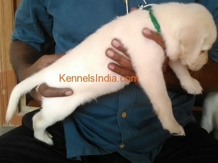 Male and femail Lab Puppies for sale in Bangalore for Pet lovers