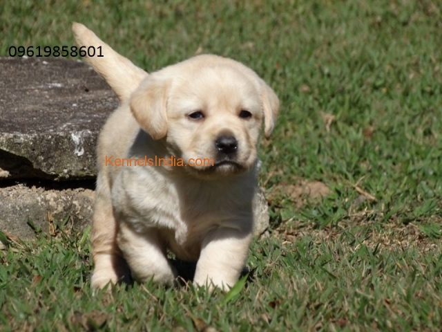 Show quality Labrador champion bloodline KCI certified puppy in mumbai