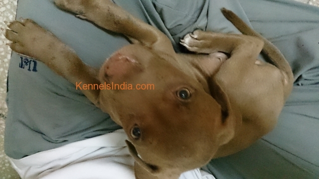 RED AMERICAN PITBULL TERRIER for sale in Gurgaon