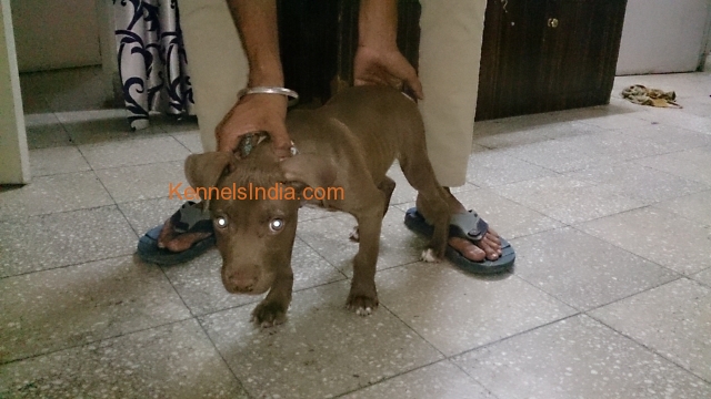 RED AMERICAN PITBULL TERRIER for sale in Gurgaon
