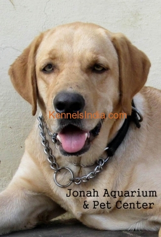 Adult Labrador male dog in excellent condition for sale in chennai
