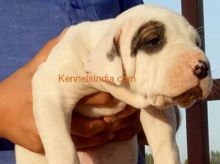 pure breed indian mastiff bully kutta pups available