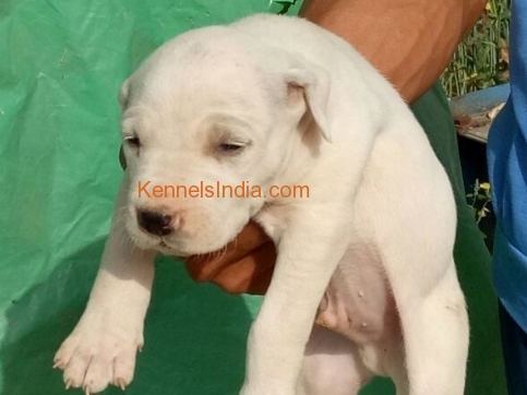 pure breed indian mastiff bully kutta pups available