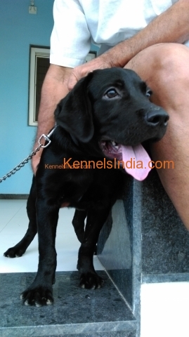Black Labrador Retriever Pup For Sale in Ahmedabad Gujarat