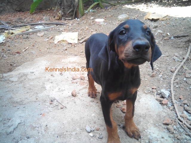 Heavy size KCI certified doberman puppy in chennai