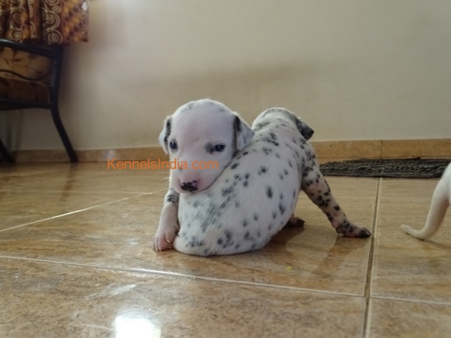 30 Days Old Dalmatian Puppies for Sale in Chennai Tamil Nadu