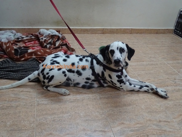 30 Days Old Dalmatian Puppies for Sale in Chennai Tamil Nadu