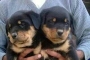 rottweiler puppy for sale in rishikesh