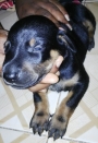 Show quality doberman pup for sale in Chennai