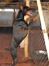Show quality doberman pup for sale in Chennai