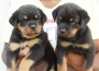 Import and champion pedigree Rottweiler puppy for sale at coimbatore