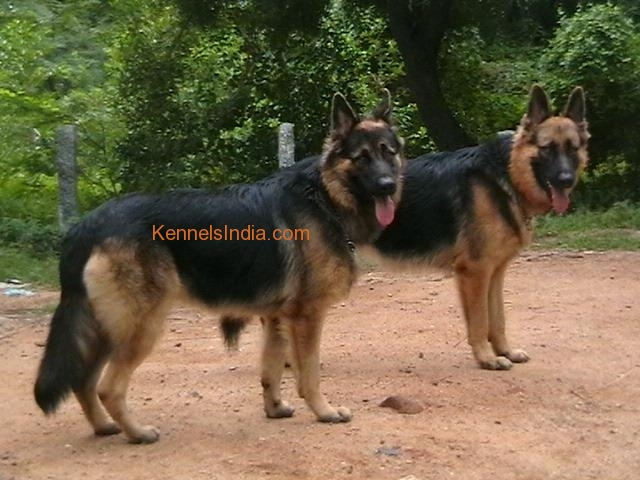 Heavy bone GSD puppies for sale in Vellore Tamilnadu