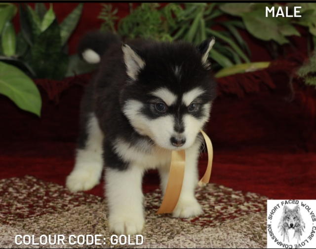 Standard Alaskan Malamute Puppies Available in Kolkata