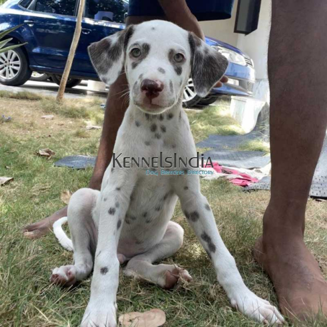 Dalmatian Puppy available for sale in Chennai Tamil Nadu