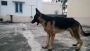 9 months old German shepherd Puppy for sale in Coimbatore