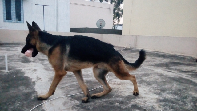 9 months old German shepherd Puppy for sale in Coimbatore