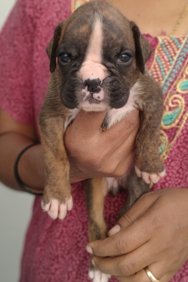 Show quality boxer puppies for sale in Bengaluru