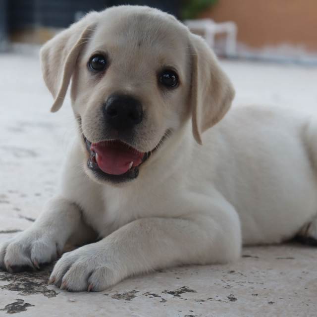 labrador puppy for sale in coimbatore