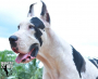 Great Dane Female Dog for sale in Sakthi Dane Tiruchengode