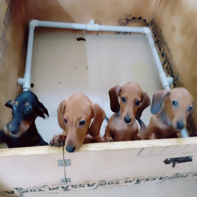 Best Dachshund puppies for sale in Chennai Tamil Nadu