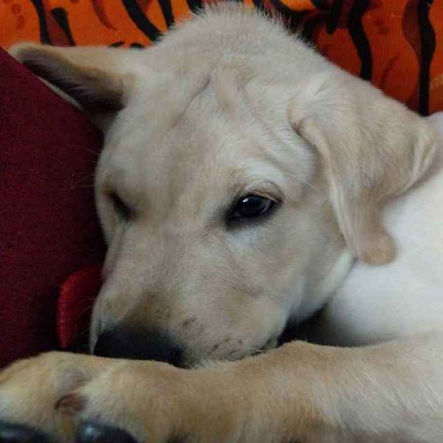 Awesome Male Labrador Retriever Puppy for sale in Bengaluru