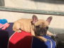 French Bulldog 3 month old puppy for sale in Dehradun